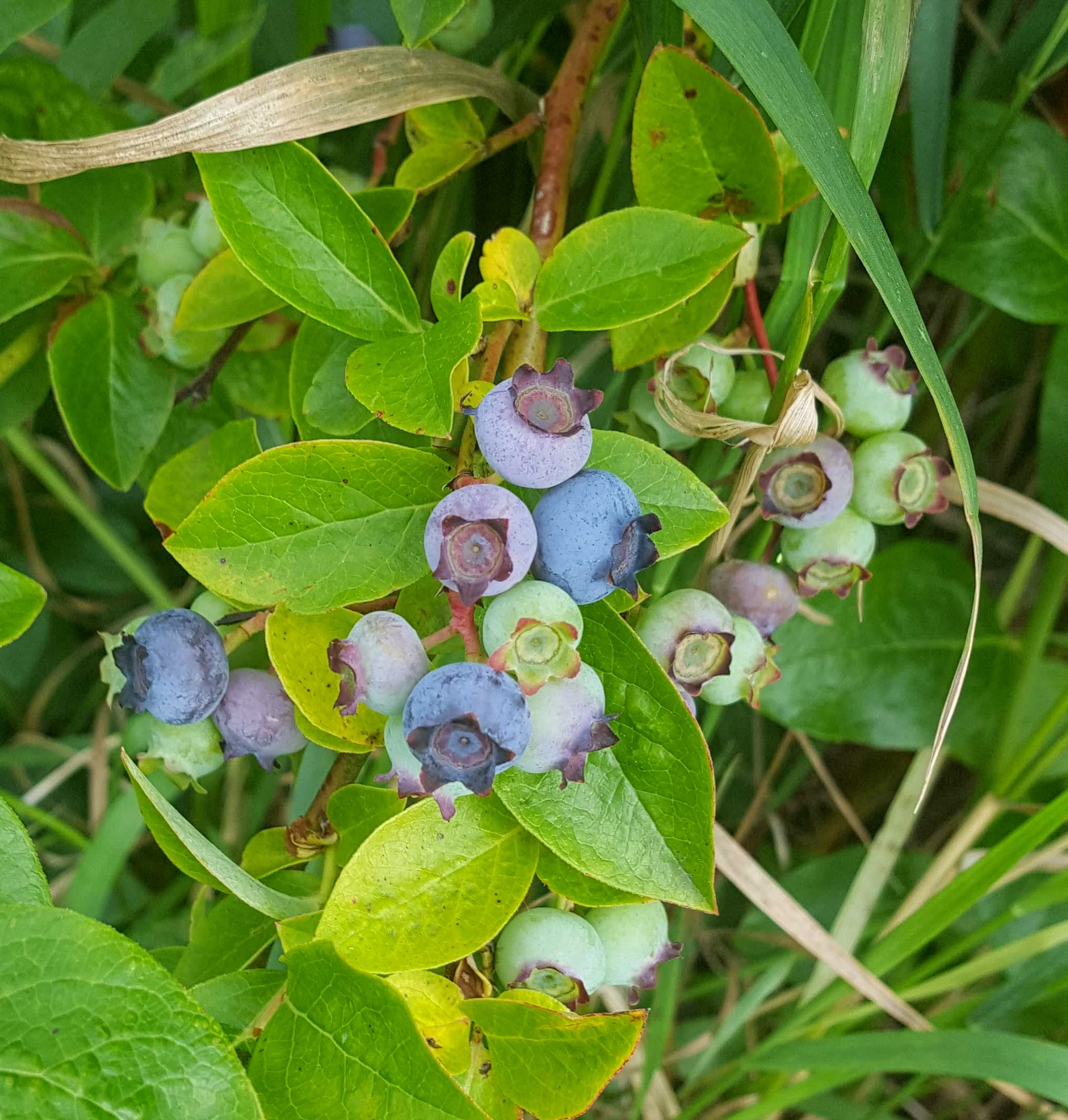 Bluetta blueberries